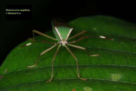 Image of Homoeocerus (Anacanthocoris) angulatus Westwood 1842