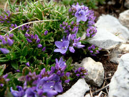 Image of Veronica satureiifolia Poit. & Turp.