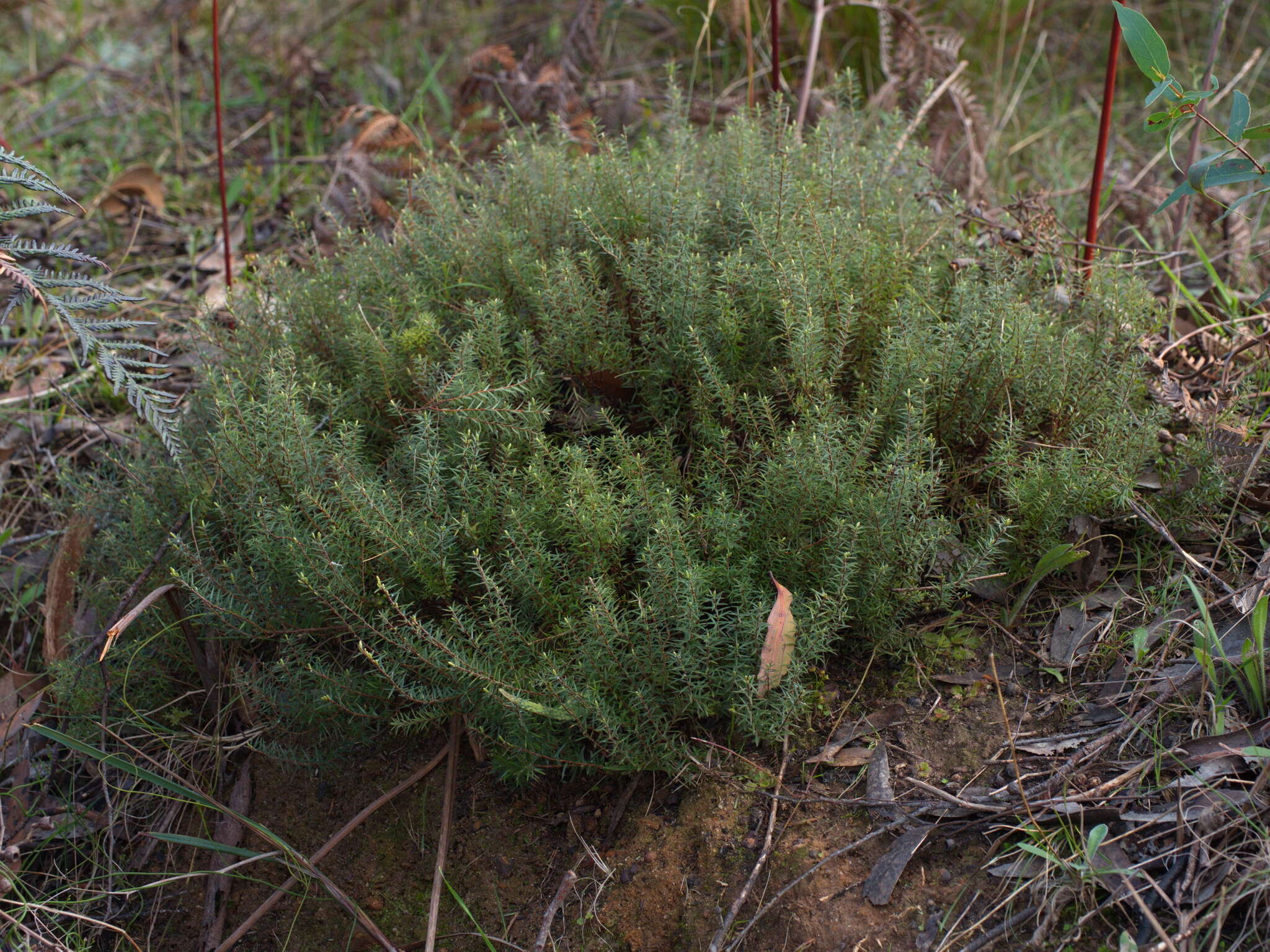 Image of Acrotriche serrulata (Labill.) R. Br.