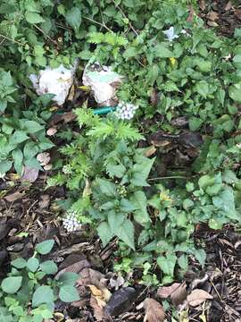 Image of Pinked Mistflower