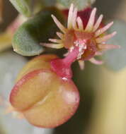 Слика од Euphorbia chaetocalyx var. triligulata (L. C. Wheeler) M. C. Johnst.