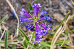 Image of Penstemon heterodoxus var. heterodoxus