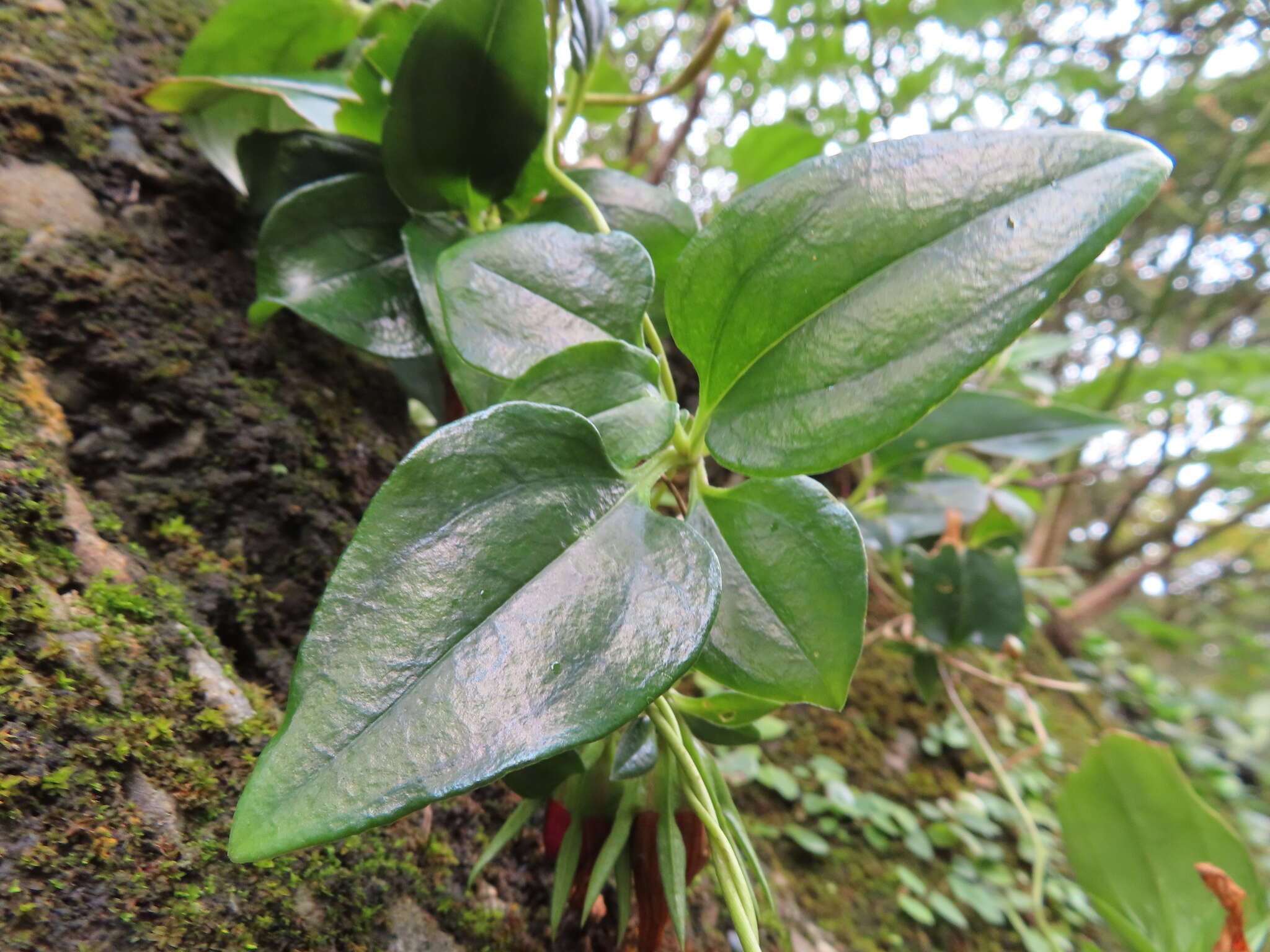 Image of Tripterospermum alutaceifolium (T. S. Liu & C. C. Kuo) J. Murata