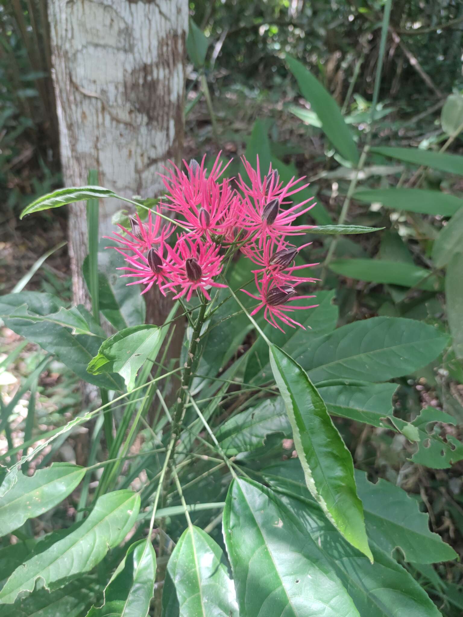 Image of Pavonia multiflora A. St.-Hil.