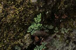 Image of powdery false cloak fern