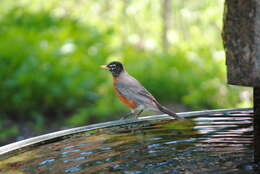 Image of American Robin