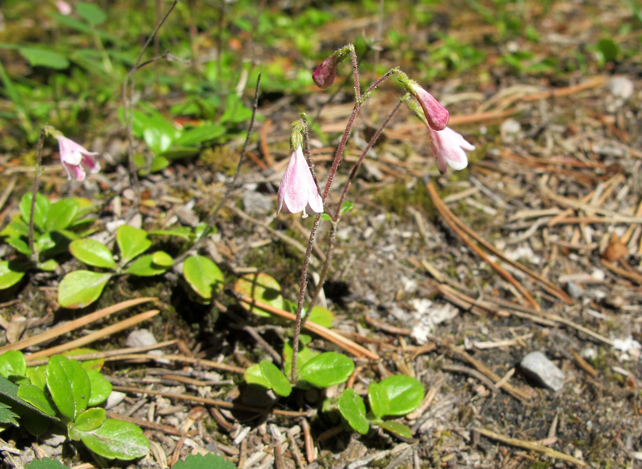 Image of Linnaea borealis L.