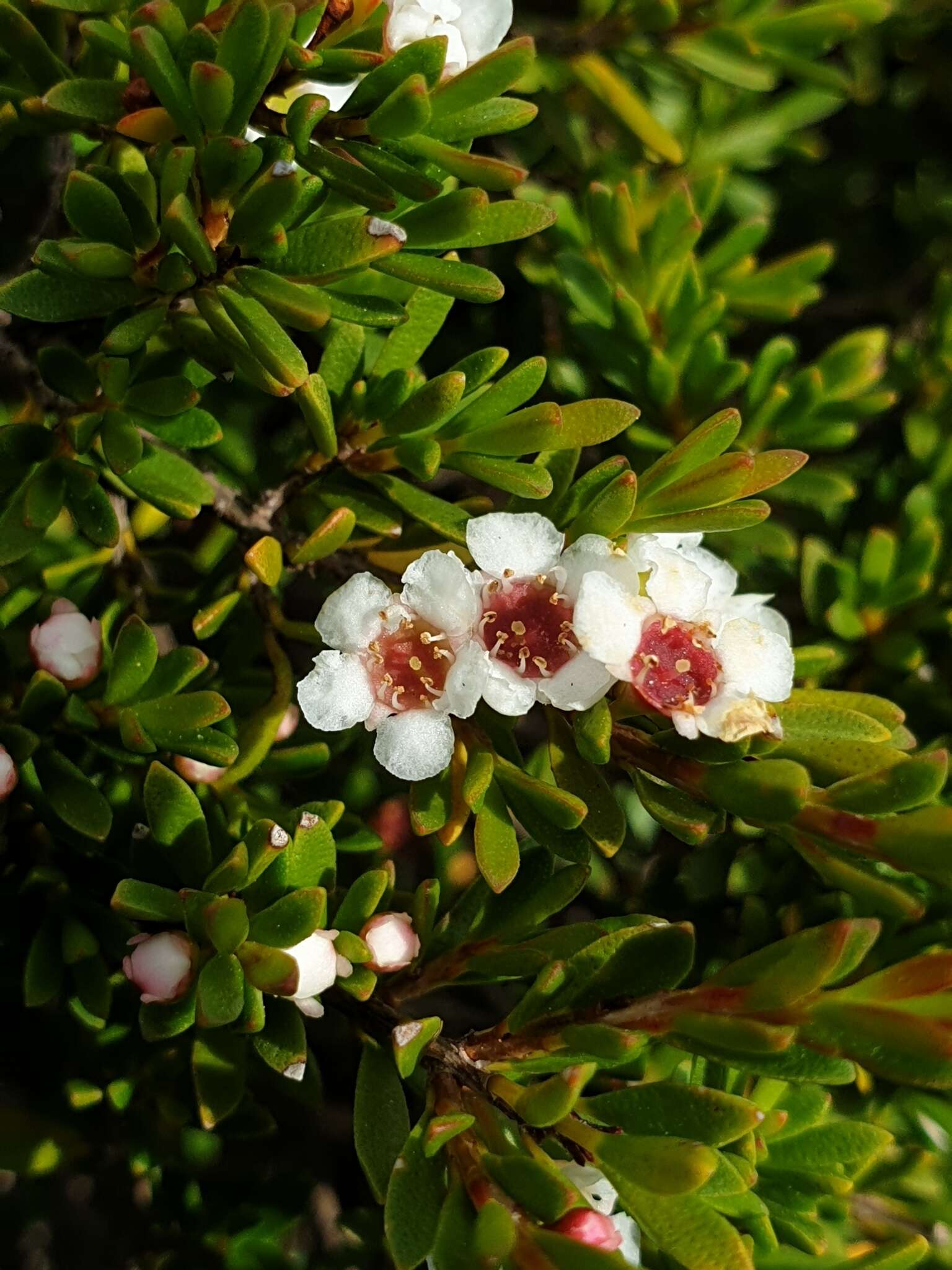 Image of Baeckea utilis F. Müll. ex Miq.