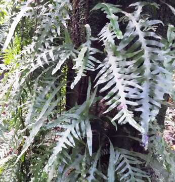 Phymatosorus scandens (G. Forst.) Pic. Serm. resmi