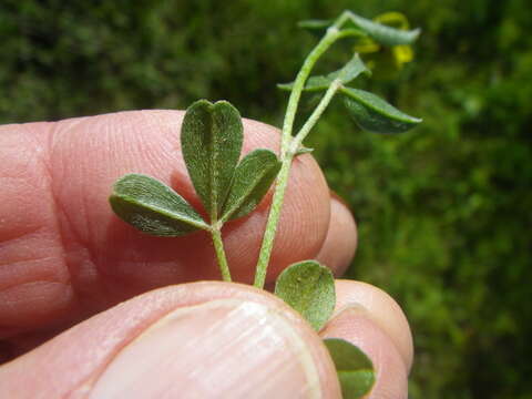 Image of Lotononis prostrata (L.) Benth.