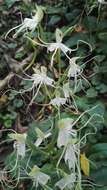 Bonatea polypodantha (Rchb. fil.) L. Bolus resmi