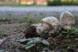 Image of Amanita canescens D. T. Jenkins 1982