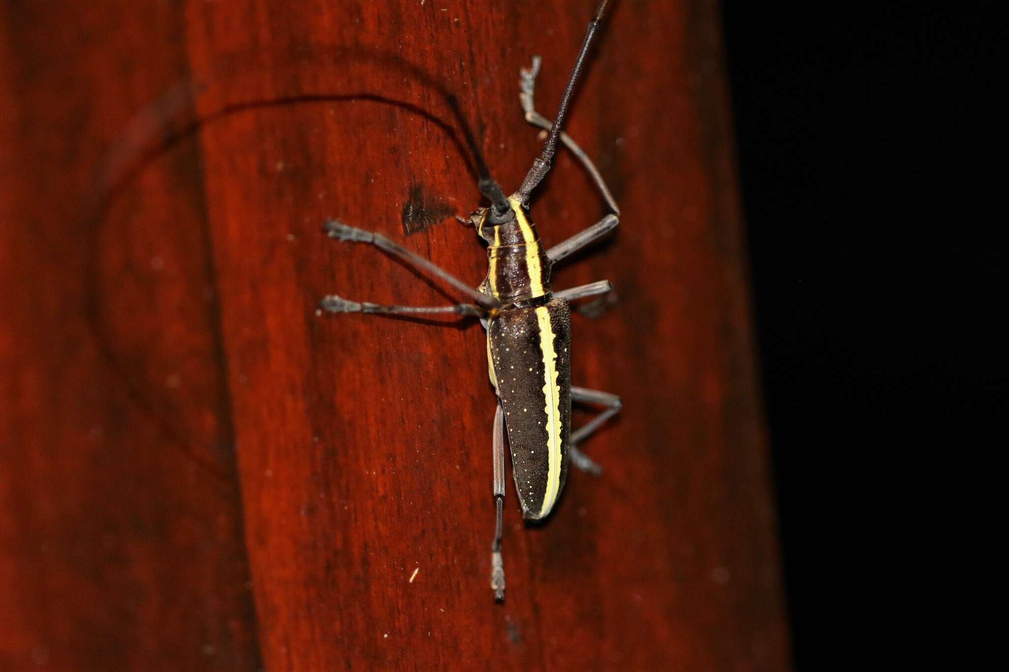 Taeniotes scalatus (Gmelin 1790) resmi