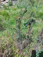 Image of Spiraea alpina Pall.