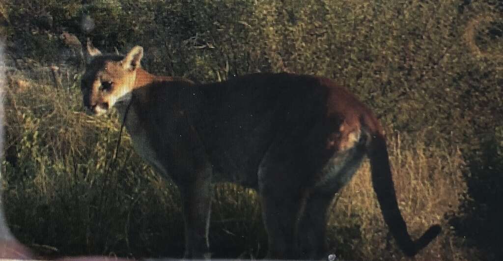 Image of North American cougar