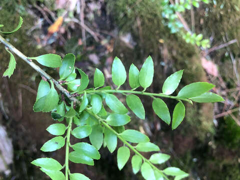 Image of Ilex yunnanensis var. parvifolia (Hayata) S. Y. Hu