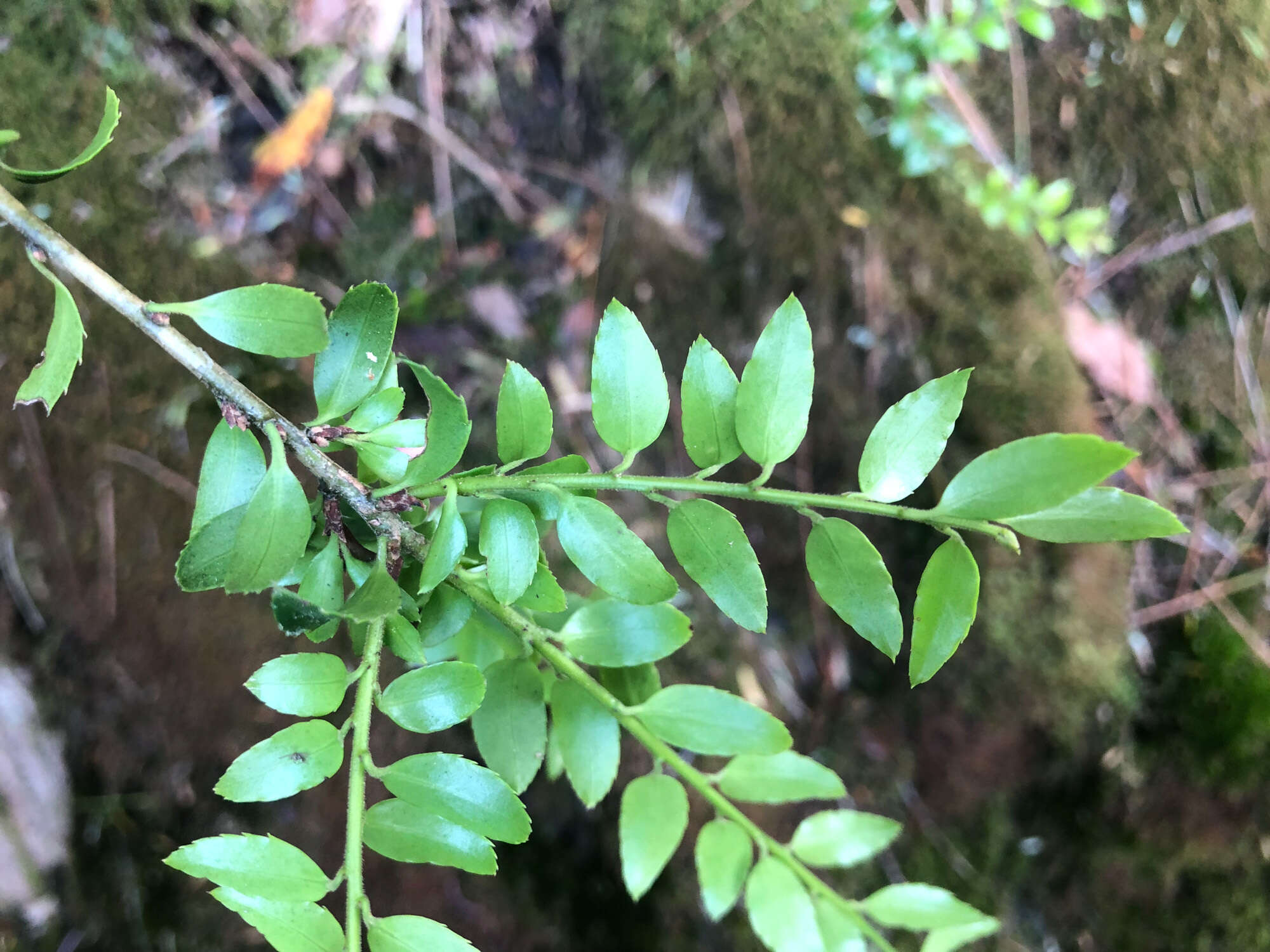 Image de Ilex yunnanensis var. parvifolia (Hayata) S. Y. Hu