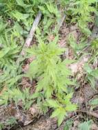 Image de Phacelia procera A. Gray