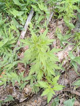 Image de Phacelia procera A. Gray