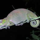 Image of Eldama Ravine Chameleon