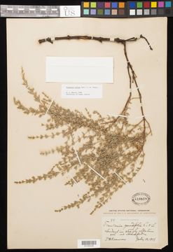 Image of alkali seaheath