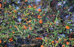 Image de Pyracantha angustifolia (Franch.) C. K. Schneid.