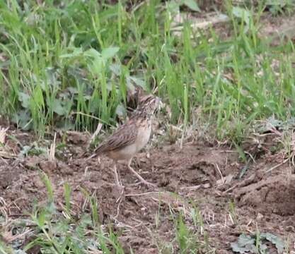 Image of Jerdon's Bush Lark