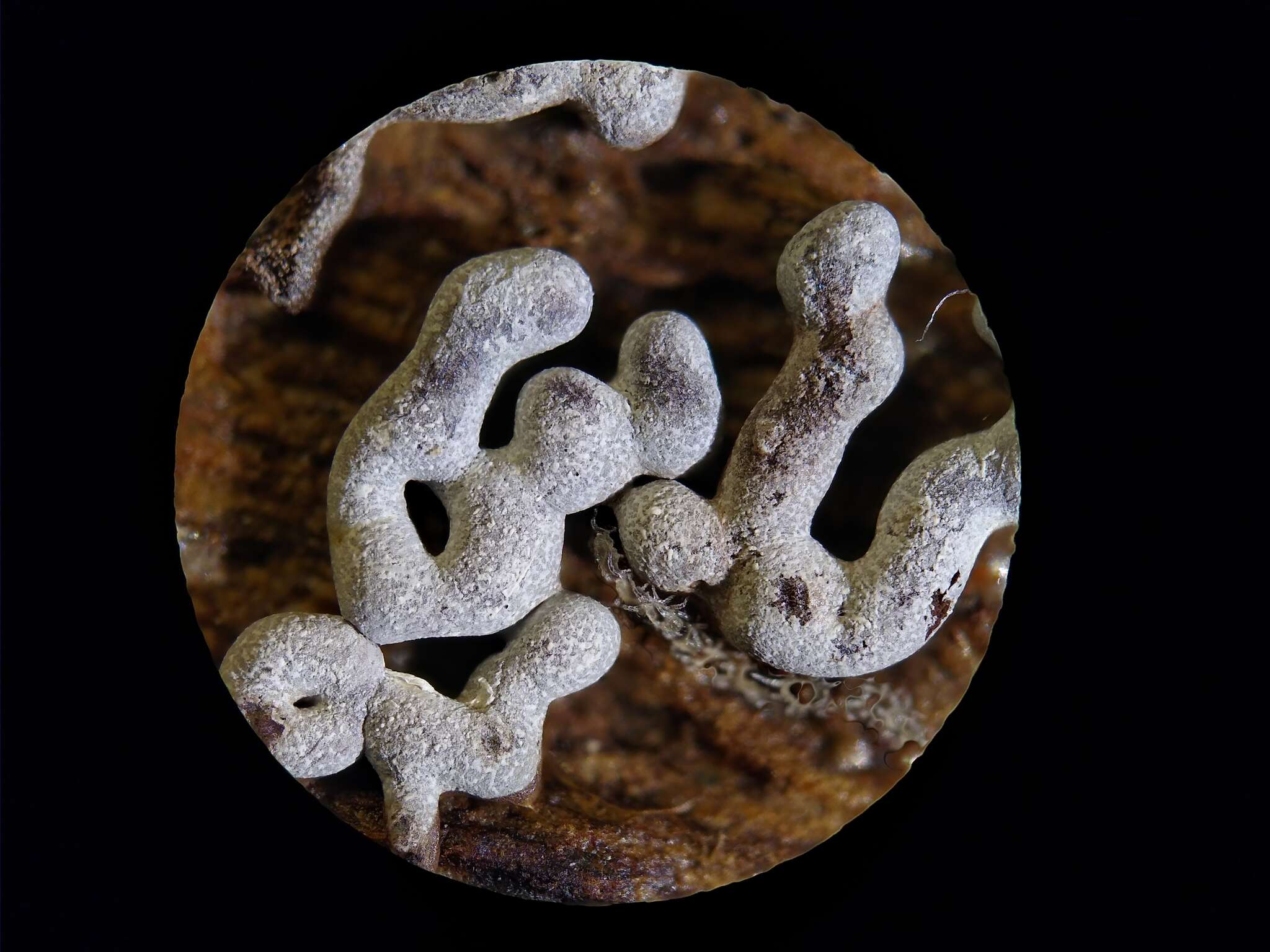 Image of Ashen Slime Mold