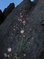 Leucheria floribunda DC. resmi