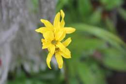 Image of Ligularia hodgsonii Hook.