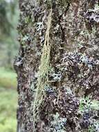 Image of Mountain oakmoss lichen