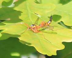 صورة Ctenophora (Ctenophora) pectinicornis (Linnaeus 1758)