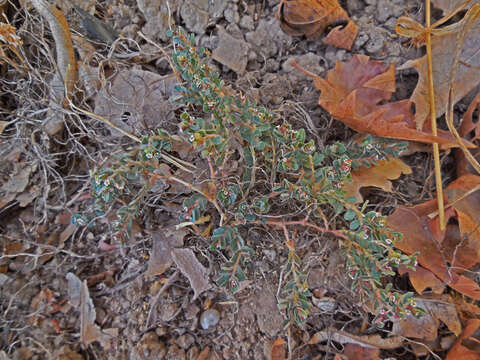 Image of Euphorbia chamaesyce L.