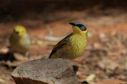 Image of Grey-headed Honeyeater