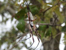 صورة Trichonephila edulis (Labillardière 1799)