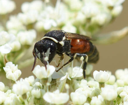 Image of Bee