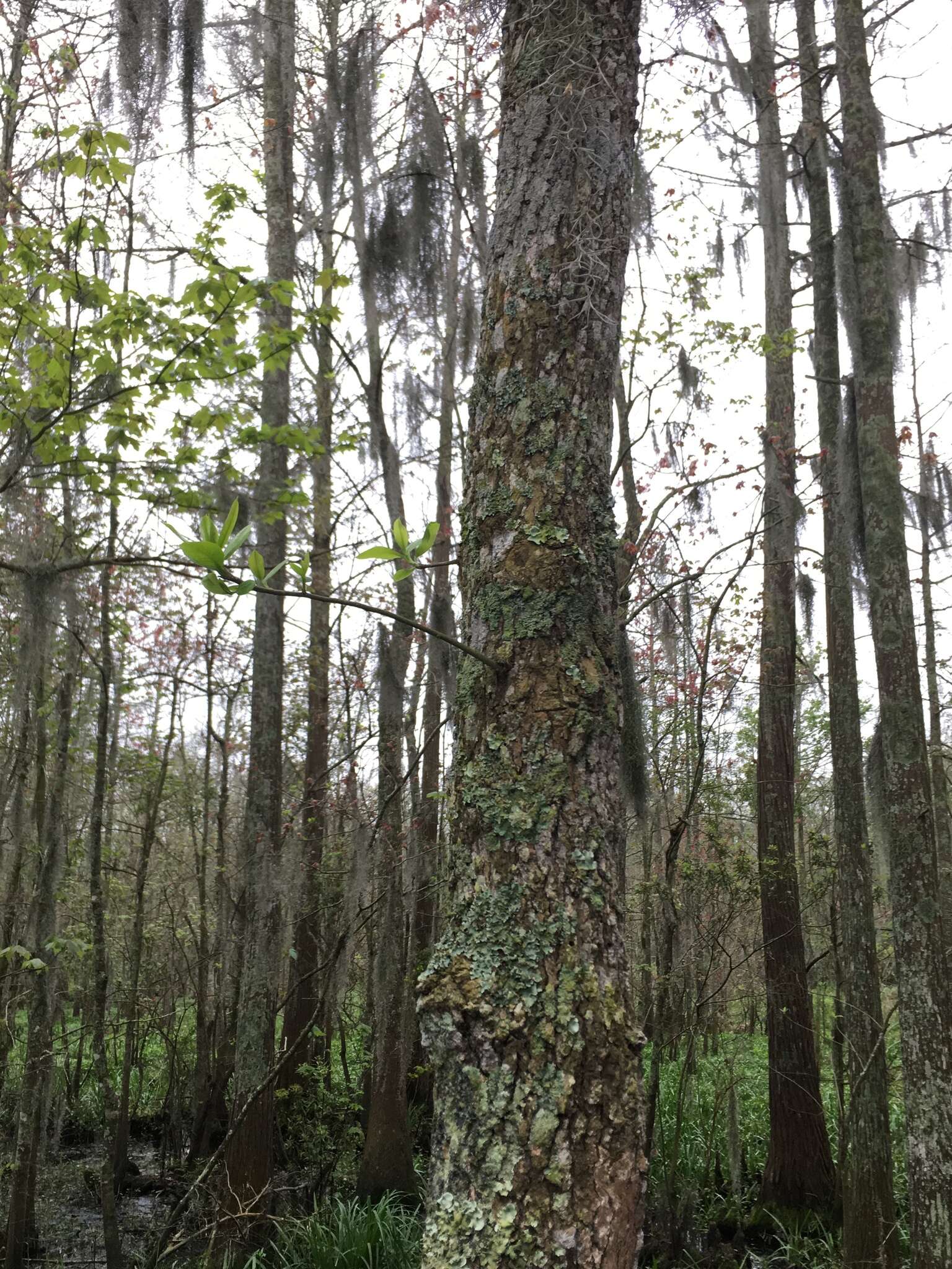 Image of Swamp Tupelo