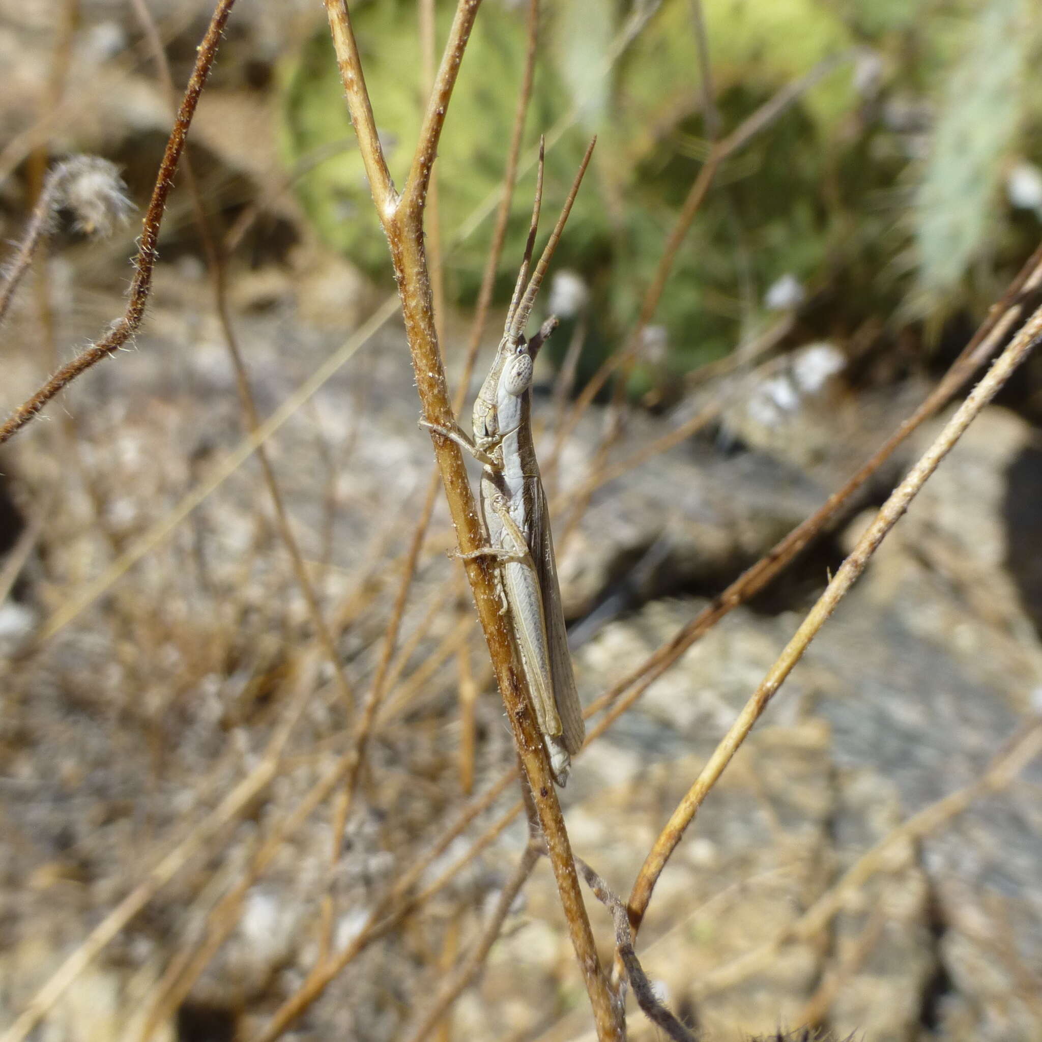 Paropomala pallida Bruner & L. 1904的圖片