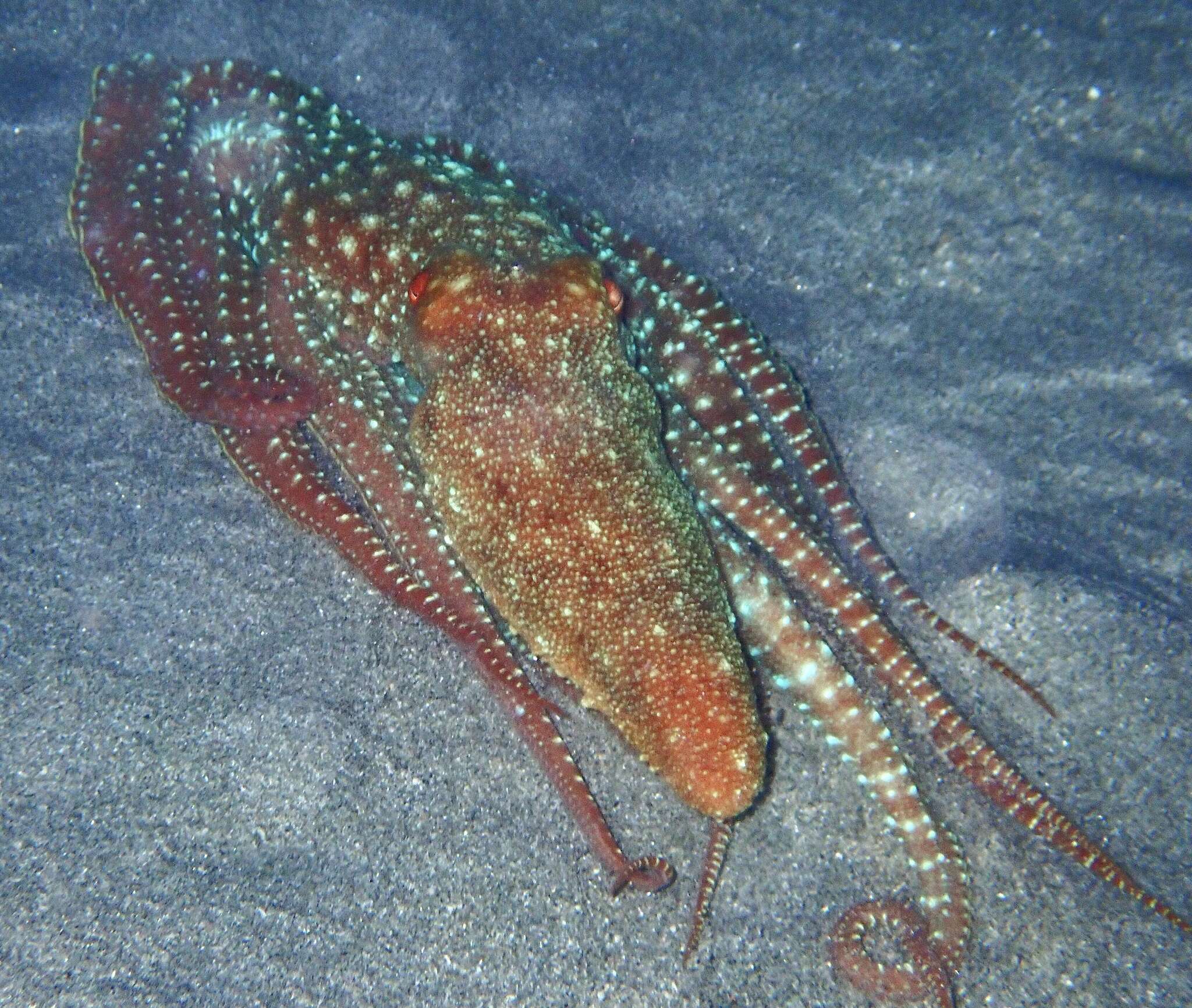 Callistoctopus ornatus (Gould 1852) resmi