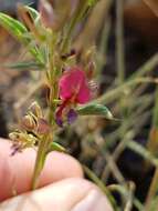 Indigofera hilaris Eckl. & Zeyh.的圖片