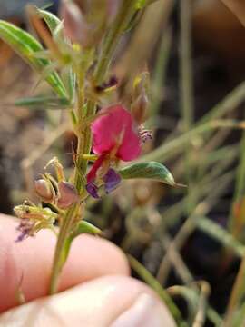 Imagem de Indigofera hilaris Eckl. & Zeyh.