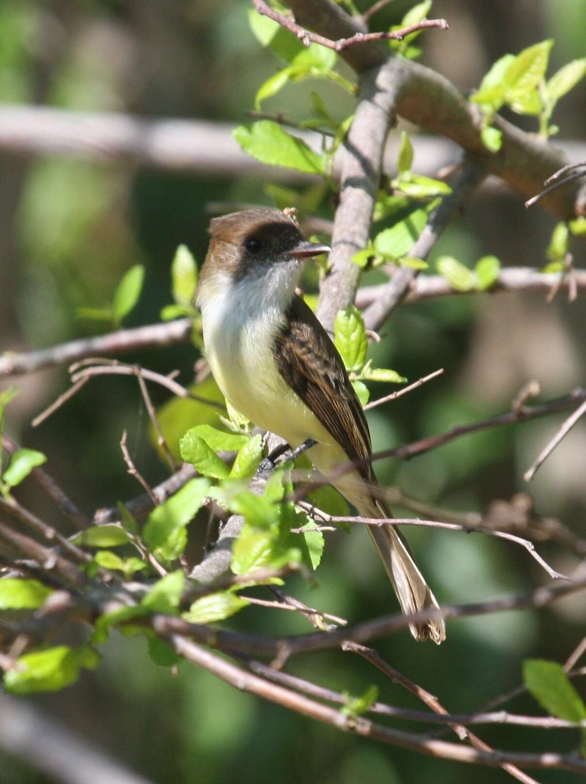 Image of Sad Flycatcher