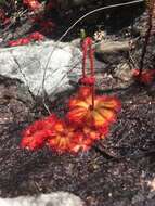 Image of Drosera cuneifolia L. fil.