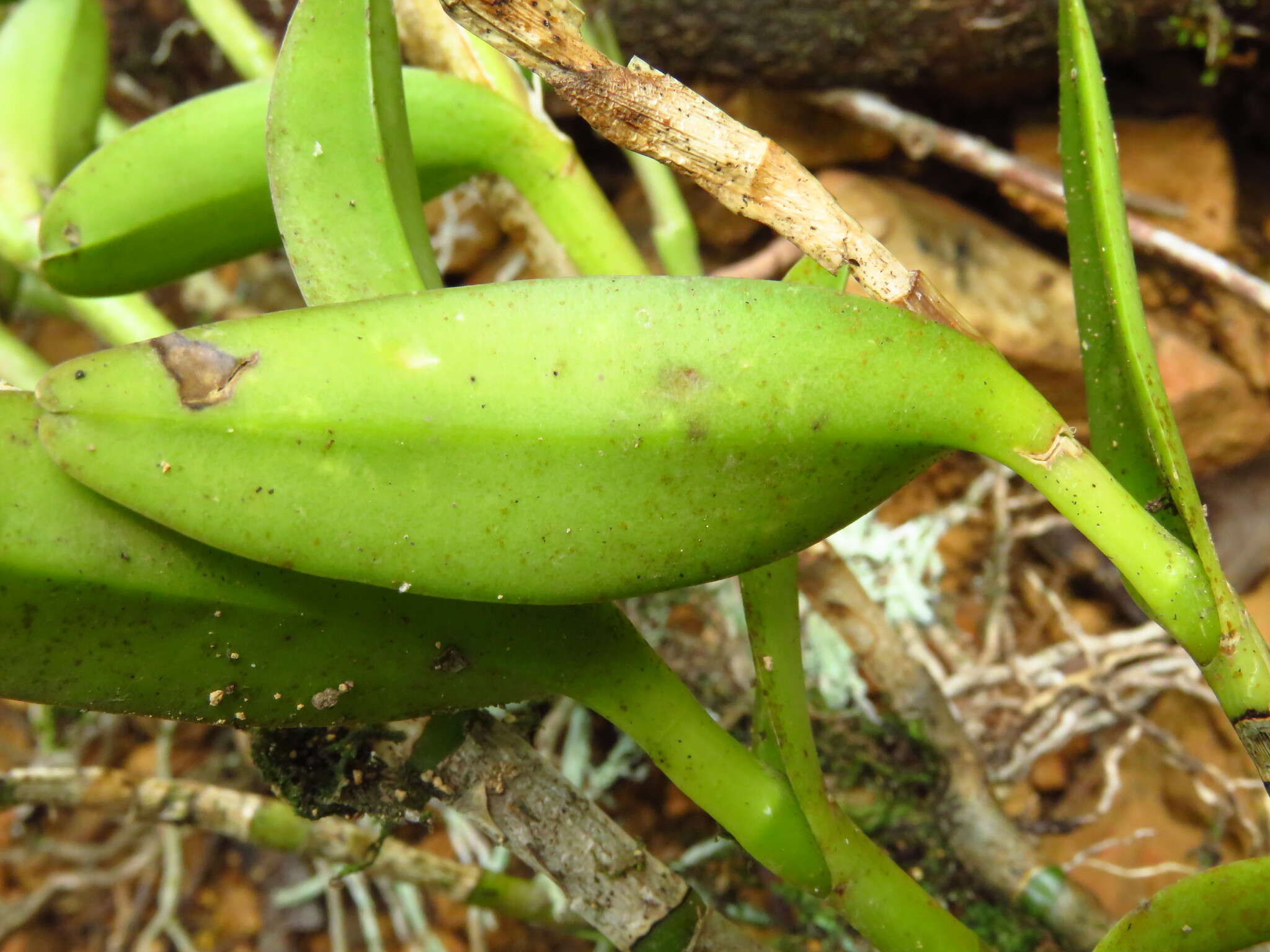 Image of Epidendrum cardiophorum Schltr.