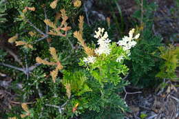 Imagem de Lomatia tinctoria (Labill.) R. Br.