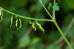 Image of Corydalis ophiocarpa Hook. fil. & Thomson