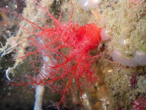 Image of armoured sea cucumber