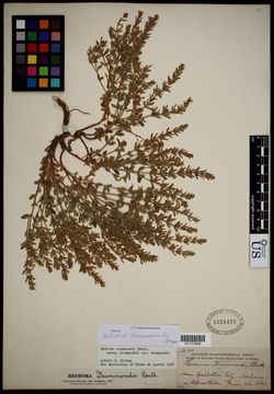 Image of Drummond's false pennyroyal