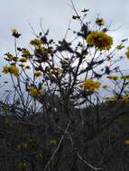 Image of Yellow trumpet tree