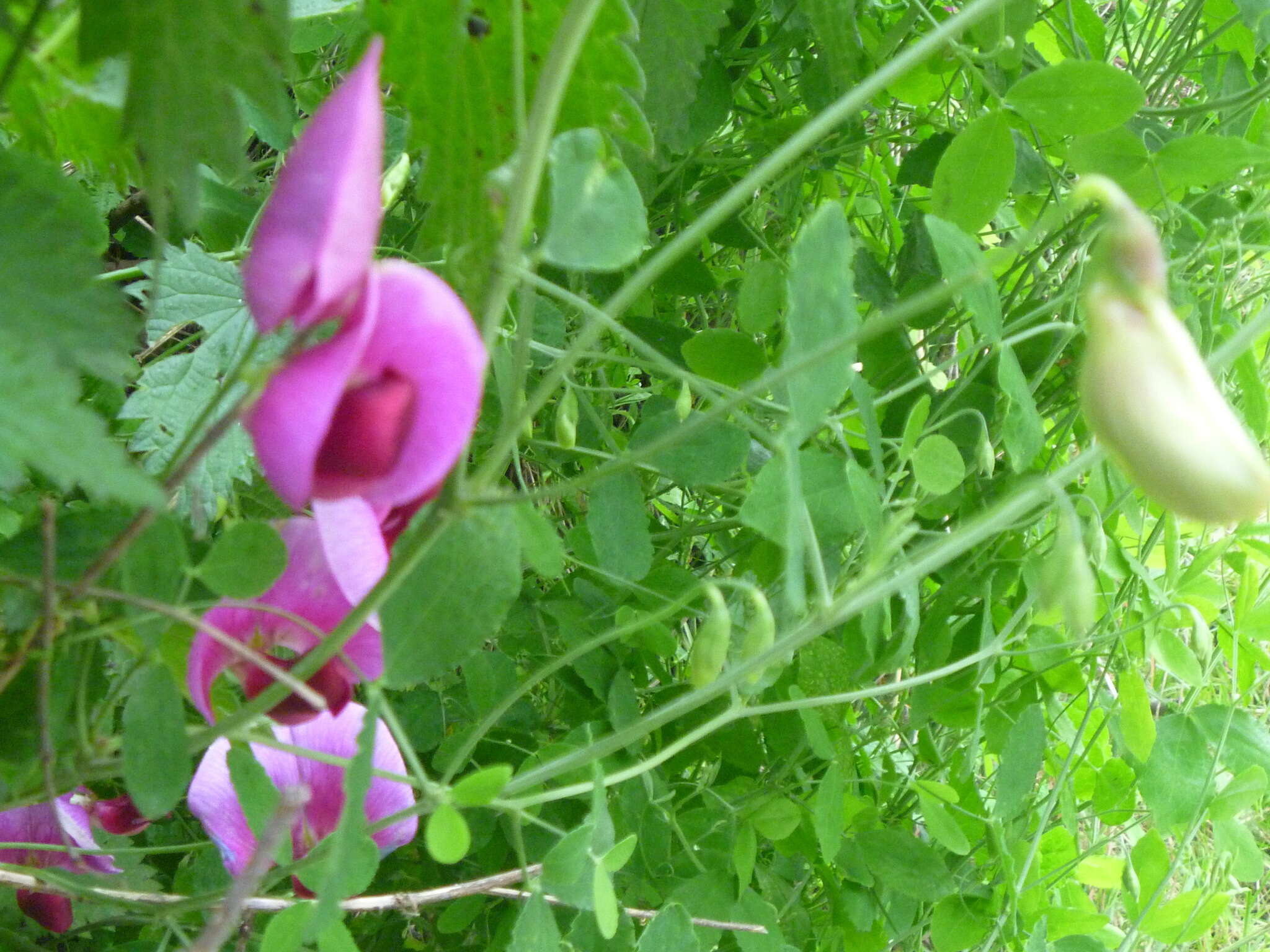 Image of Everlasting-Pea